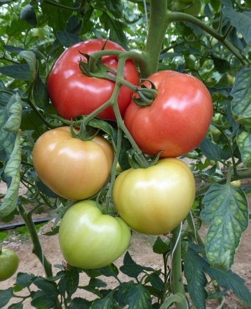 Tomate de serre Pink ID F1