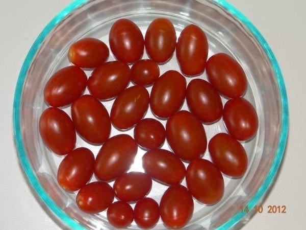 Tomate de serre DR0603TC F1