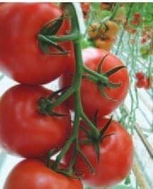  Tomate de serre Komeett F1