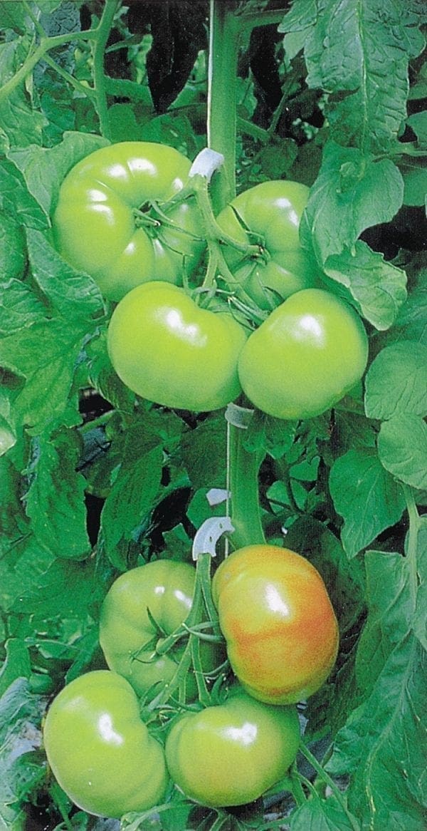 Tomate de serre Trust F1