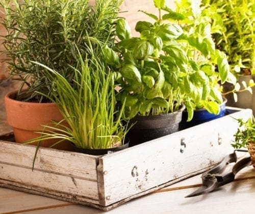  Collection Jardin de Fines Herbes