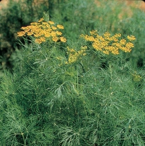  Aneth Fernleaf