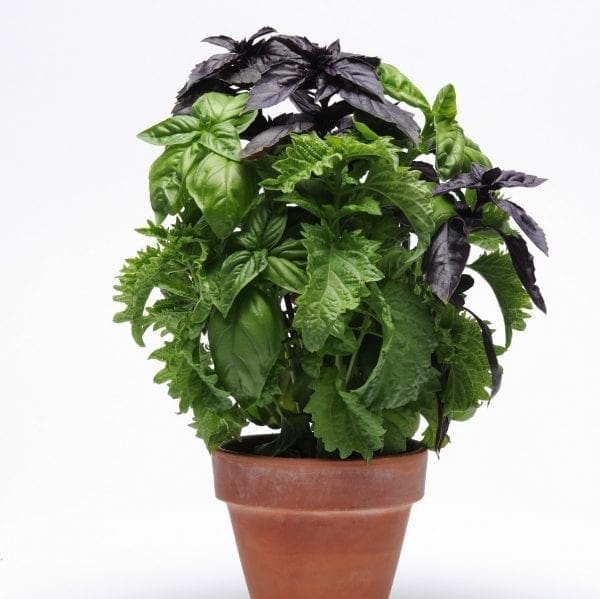 Basilic SimplyHerbs Try Basil