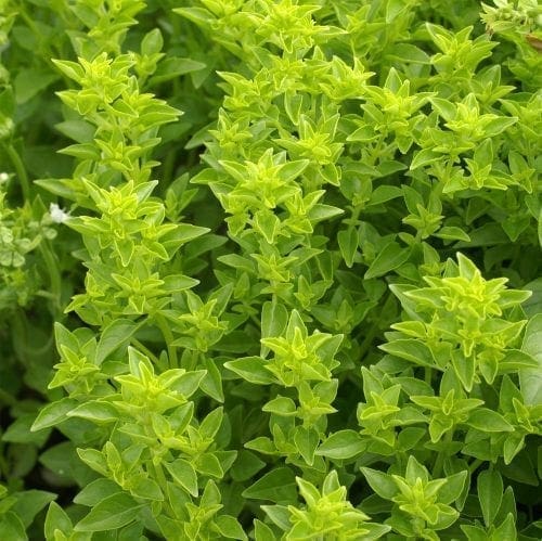  Basilic Fin Vert