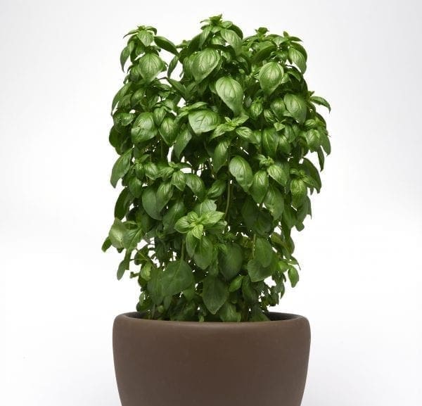 Basilic Emerald Tower (Genovese)