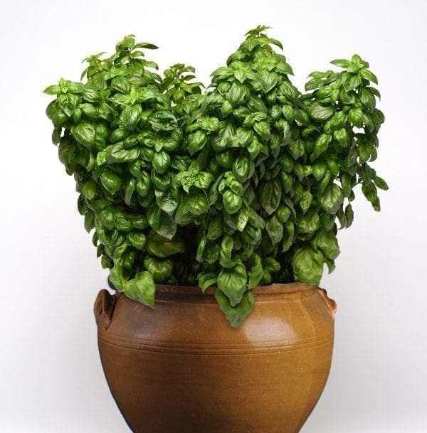 Basilic Everleaf (Genovese)