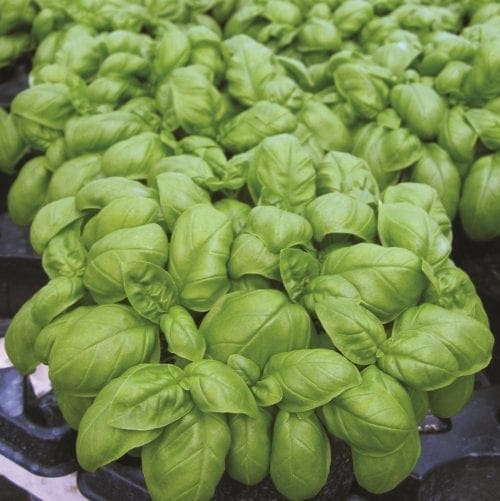  Basilic Emily (Genovese)