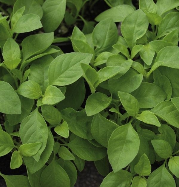 Basilic Helios (Citron)