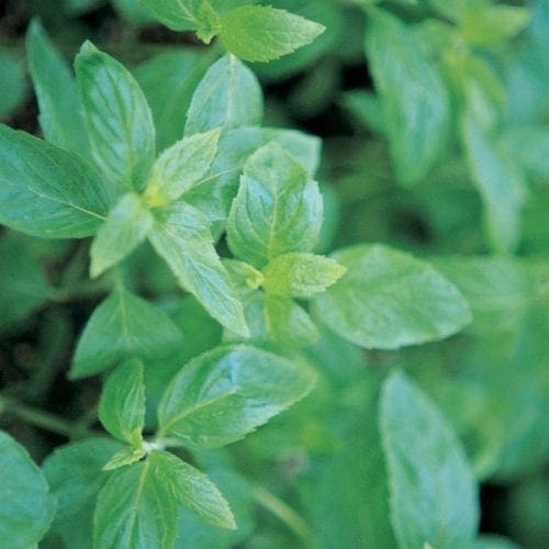  Menthe Verte