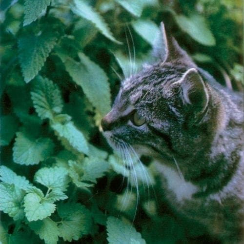  Menthe Herbe à chat