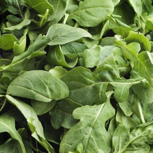  Roquette