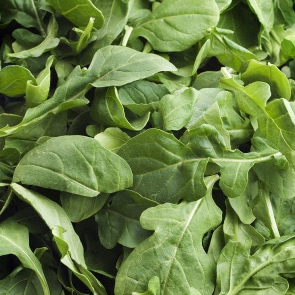 Roquette