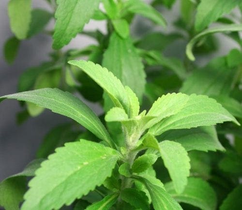  Stevia