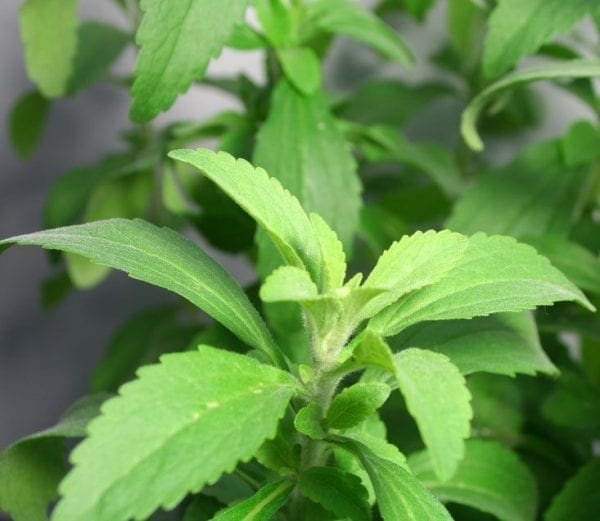 Stevia