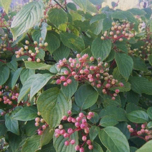  Cornouiller à feuilles alternes