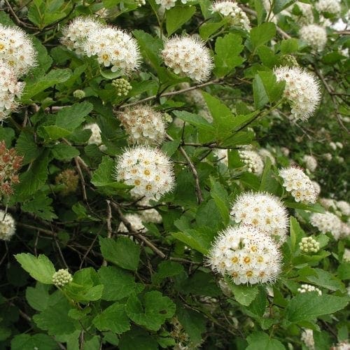  Bois à sept écorces
