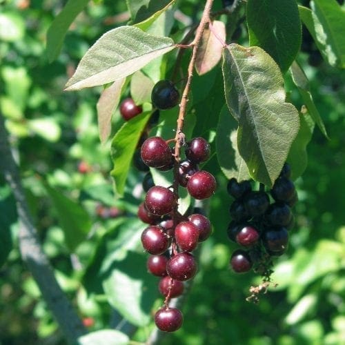  Cerisier à grappes