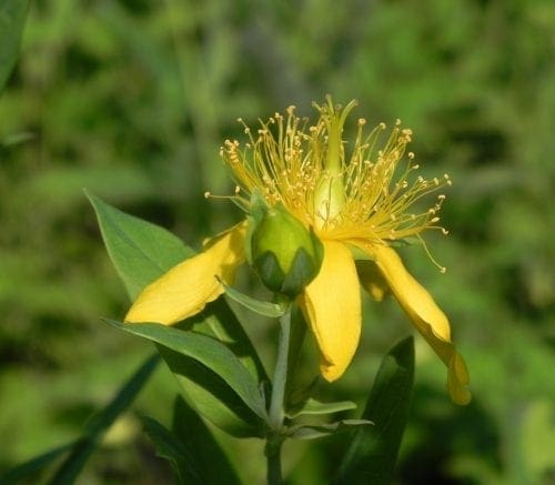  Millepertuis pyramidal