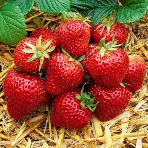 Fraisier Albion