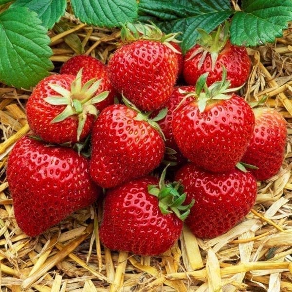 Fraisier Albion