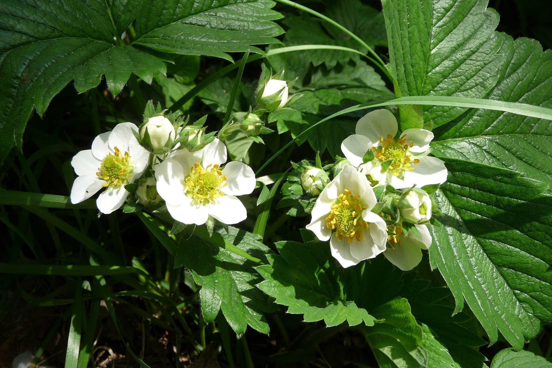 Fraisiers en semences