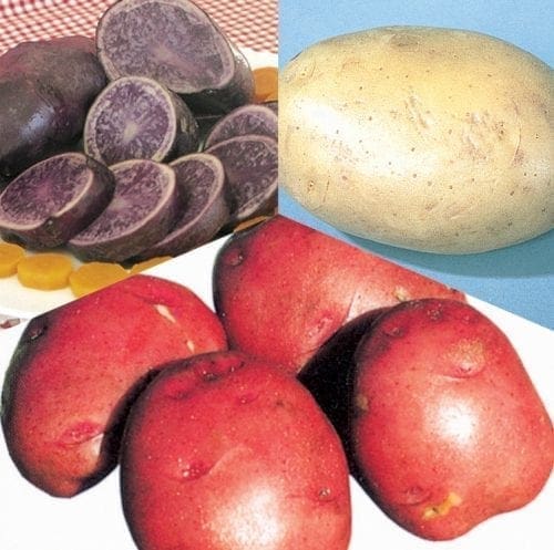  Pommes de terre (bulbes) – Mélange Bleu, Blanc, Rouge
