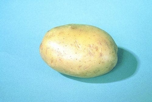  Pommes de terre (bulbes) – Chaleur