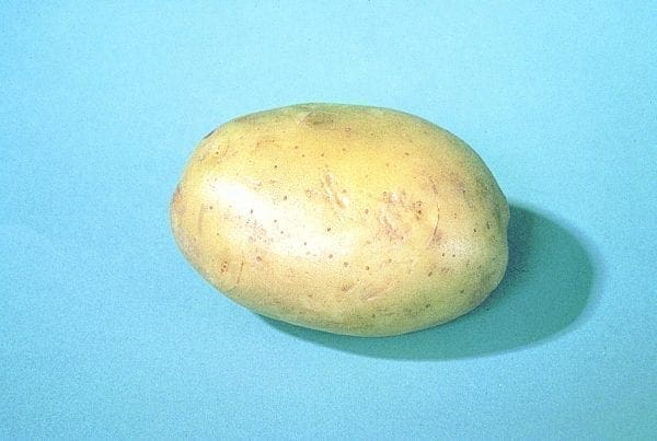 Pommes de terre (bulbes) - Chaleur