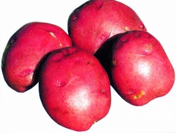 Pommes de terre (bulbes) - Chieftain