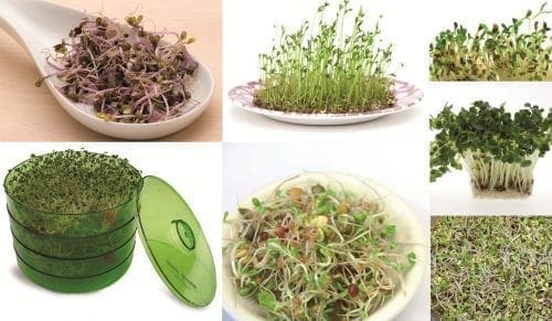  Un jardin dans votre cuisine