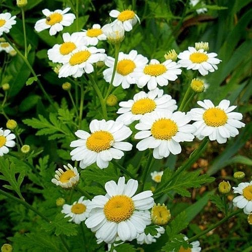  Camomille