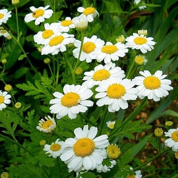 Camomille