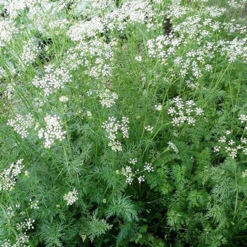  Cumin