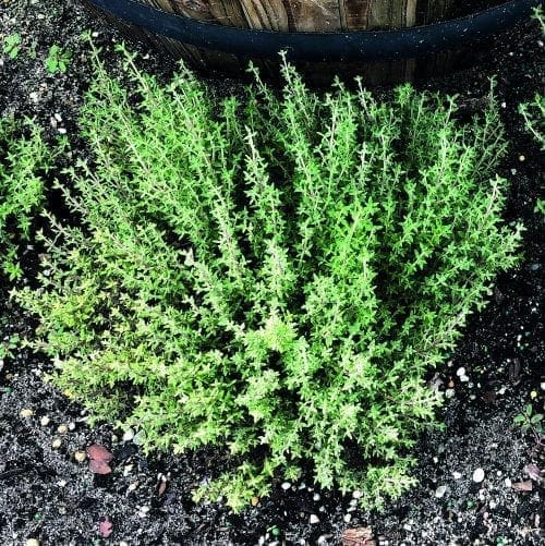  Thym Orangelo