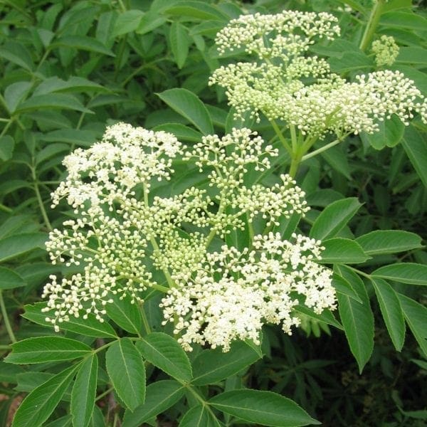 Sureau blanc
