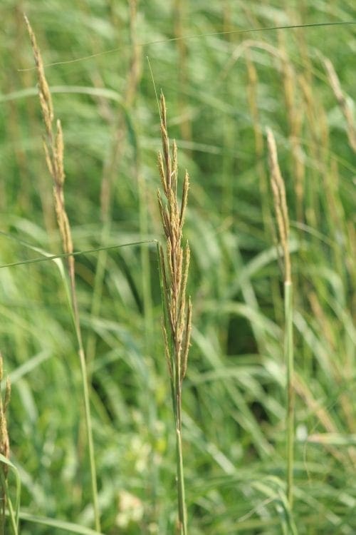  Herbes à liens