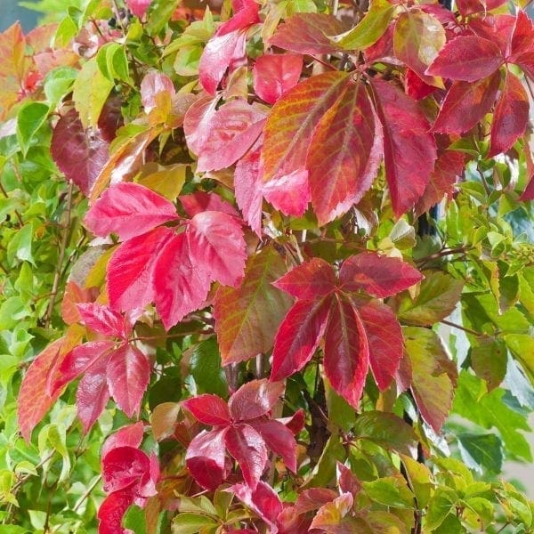 Vigne vierge