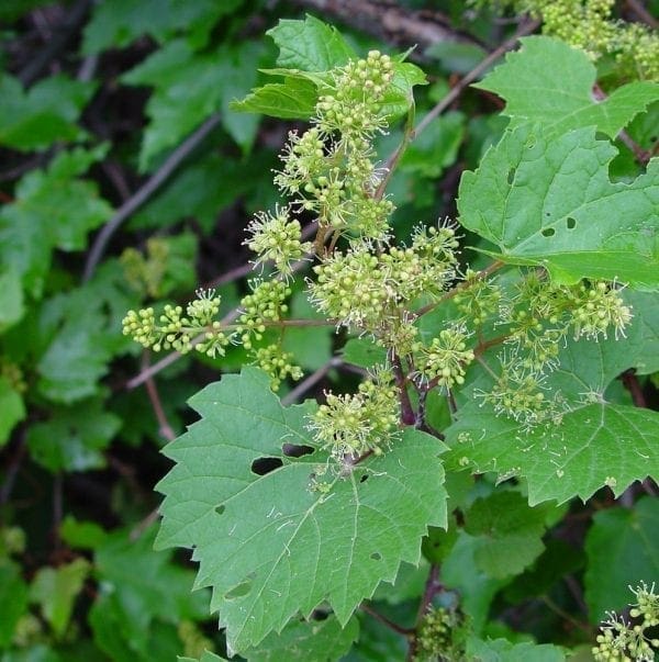 Vigne sauvage