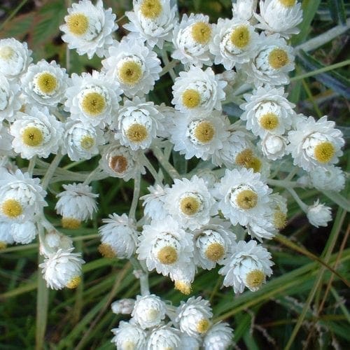  Immortelle
