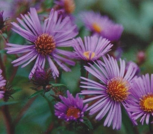  Aster de la Nouvelle-Angleterre