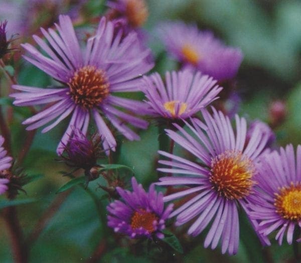 Aster de la Nouvelle-Angleterre