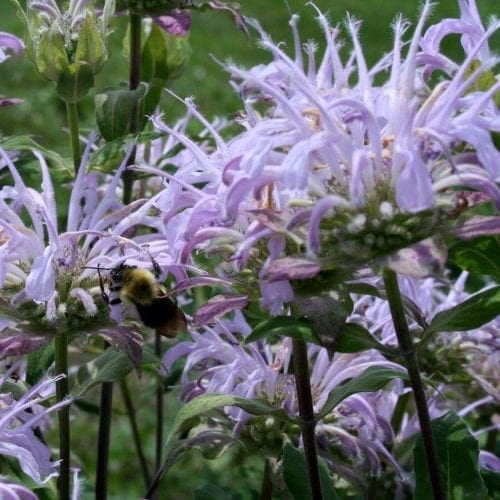  Monarde fistuleuse