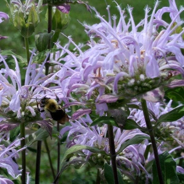 Monarde fistuleuse