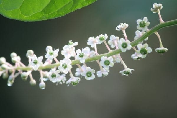 Phytolaque d’Amérique