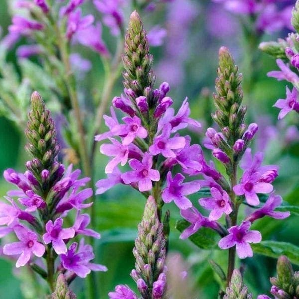 Verveine hastée
