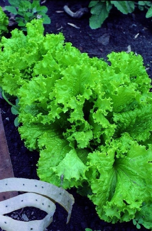  Laitue en ruban Frisée Verte
