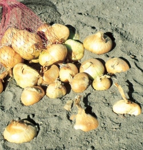  Échalote