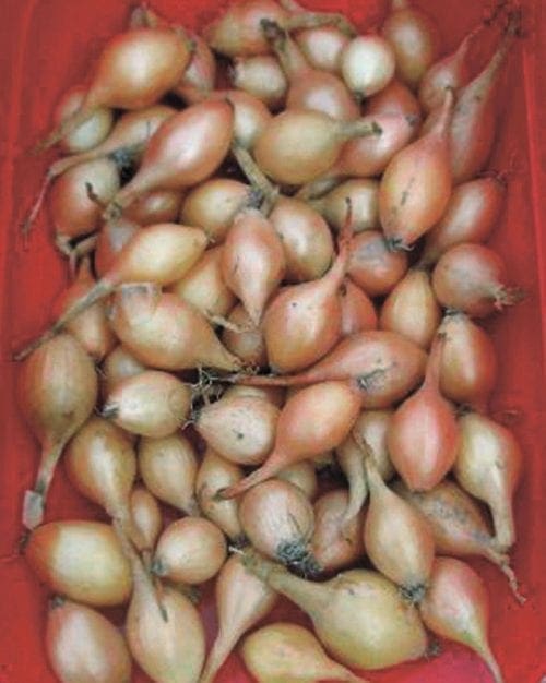  Oignon Espagnol