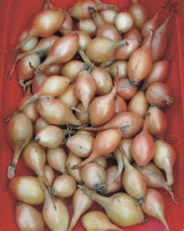 Oignon Espagnol