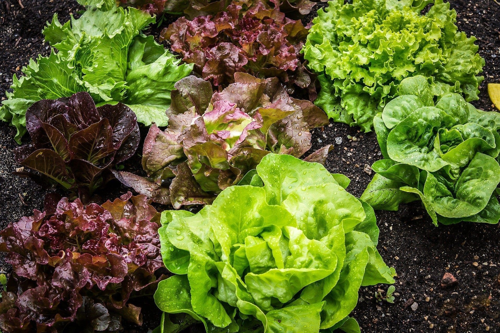 Culture de la laitue en contenant ou jardinière